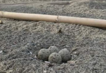 San Lucido. Rinvenute uova di un uccello di specie protetta, attesa per la schiusa