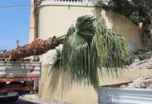 Amantea, ritorna la Palma alla Chiesa Matrice grazie ai volontari