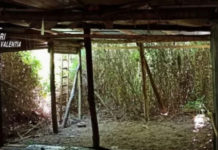 Blitz antidroga in Calabria, sequestrate una piantagione e quasi un chilo di marijuana