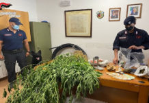Agricoltore Pusher arrestato nella Provincia di Cosenza