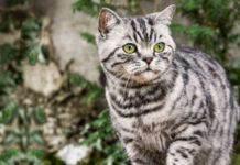 San Nicola Arcella, gatto ucciso a bastonate