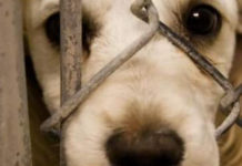 PRAIA A MARE. CANE TORTURATO SULLA SPIAGGIA DI FIUZZI. L’UOMO DENUNCIATO E SANZIONATO