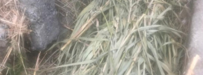 inCollage_20210712_111046970