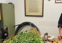 Piantagione Marijuana nel Cosentino: In manette un 50enne