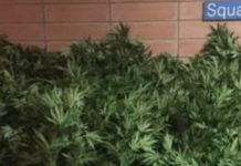 Scoperta piantagione di Marijuana. 40 piante alte più di due metri