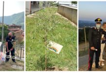 Un’arcobaleno dal Savuto al Tirreno. A Parenti, Amantea e Santo Stefano Di Rogliano piantumato l’olivo bianco