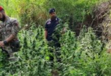 Sequestrate 860 piante di marijuana: Quattro arresti