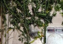 Pregiudicato arrestato nella Provincia di Cosenza. Deteneva armi e Marijuana