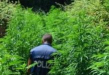 Piantagione di marijuana scoperta dalla Polizia