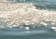 Italia Nostra “Tirreno Cosentino: chiazze sul mare, schiuma e sporcizia”