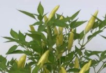 DIAMANTE: UN PEPERONCINO IN ONORE DI MITA MEDICI, OSPITE DEL PROSSIMO FESTIVAL PICCANTE