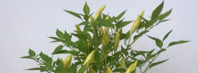 inCollage_20210811_131153576