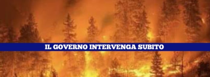 inCollage_20210811_205936435