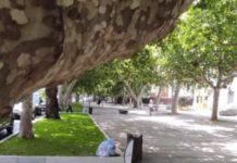 Praia a Mare, alberi monumentali ‘Si Predica bene e si razzola male’