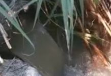 Belvedere Marittimo, depurazione e “Mare Pulito”, la polemica vien dai social