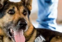 La Polizia salva due cani aggrediti dai proprietari