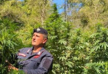 Altra piantagione di marijuana distrutta dai Carabinieri di Paola