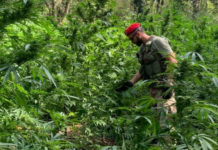 Piantagione di Marijuana sequestrata sul Tirreno Cosentino -Le foto-