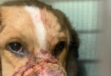Praia a Mare, cucciolo di cane con il muso ferrato dal fil di ferro