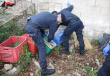 IN CASA 1KG DI MARIJUANA E CONTANTI: PUSHER ARRESTATO