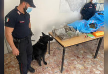 Cetraro, due arresti per droga. Trovata marijuana pronta per lo spaccio