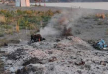 Praia a Mare, Bruciati i rifiuti sulla spiaggia e con essi i Gigli di Mare