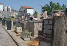 Taglio alberi al Cimitero, una denuncia nella Provincia di Cosenza