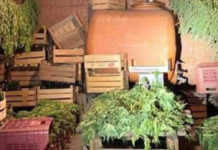 Autorizzati a coltivare canapa sativa legale, spacciano 54 kg di “Marijuana”. Blitz dei Carabinieri
