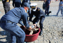 Cetraro, liberata tartaruga recuperata dagli uomini della guardia costiera