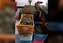 Trasportavano 70 chili di Marijuana. Quattro arresti.