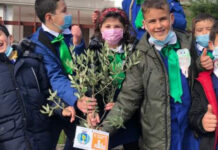 Fuscaldo. Piantati 17 Ulivi nel giardino del Plesso di Scarcelli