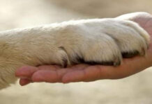 Altro cane torturato sul Tirreno Cosentino. Ecco dove