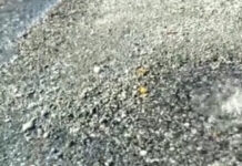 San Nicola Arcella-Spiaggia Marinella: La condotta sottomarina divelta.