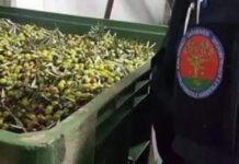 Sversava in modo incontrollato reflui oleari in un corso d’acqua: titolare di un frantoio denunciato nel Cosentino