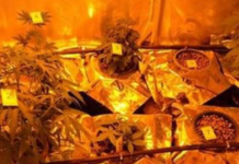 Produzione e detenzione Marijuana. 44enne in manette FOTO