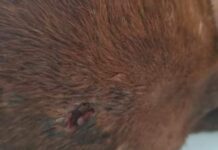 Orrore sul Tirreno Cosentino. Cane torturato e ucciso. La denuncia di ‘Zampe in Salvo’.