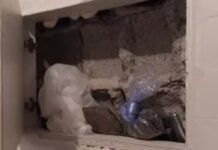 Droga Occultata in una parete di casa: Arrestato