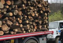 Dal bracconaggio all’inquinamento del suolo. Carabinieri della Forestale in prima linea nel Cosentino