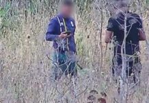 Piantagione di Marijuana su terreno Demaniale: Sei arresti