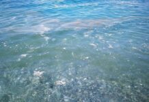 “Mare Pulito chiama ma il comune di Amantea non risponde”.