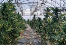Piantagione di marijuana individuata dalla Polizia di Stato: Tre arresti