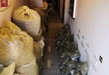 570 kg di Marijuana in casa. Scoperto spaccio di droga per un Milione di euro