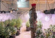 Droga: coltivavano marijuana e nascondevano armi, 2 arresti