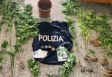 Piantagione di marijuana. Blitz della Polizia di Stato.