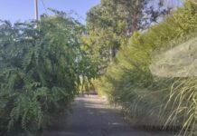 Belvedere Marittimo. La contrada di Pantaide come una Foresta:::È polemica