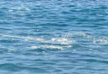 Tirreno Cosentino:::Mare Sporco. Italia Nostra si rivolge alle autorità competenti