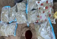 Sequestro:::Oltre 18,000 piante di marijuana. Più di 270 kg di sostanza stupefacente.