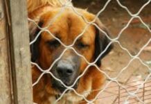 Scalea:::Il Comune aderisce al progetto ‘Zero cani in Canile’. Arginare il randagismo