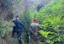 Controlli dei Carabinieri:::Rinvenute armi e piantagioni di Marijuana