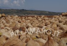 Cosenza:::Tutto pronto per la prima edizione del “Fichi Festival”.